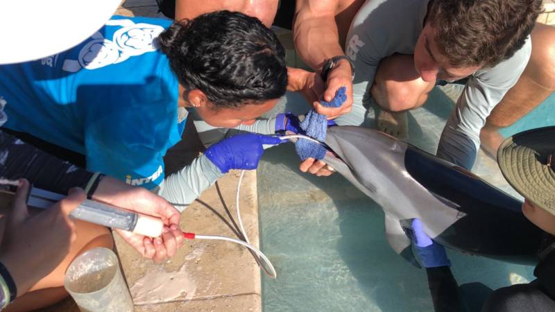 Especialistas marinos de Puerto Rico coordinan rescate de cachorra de delfín en Antigua