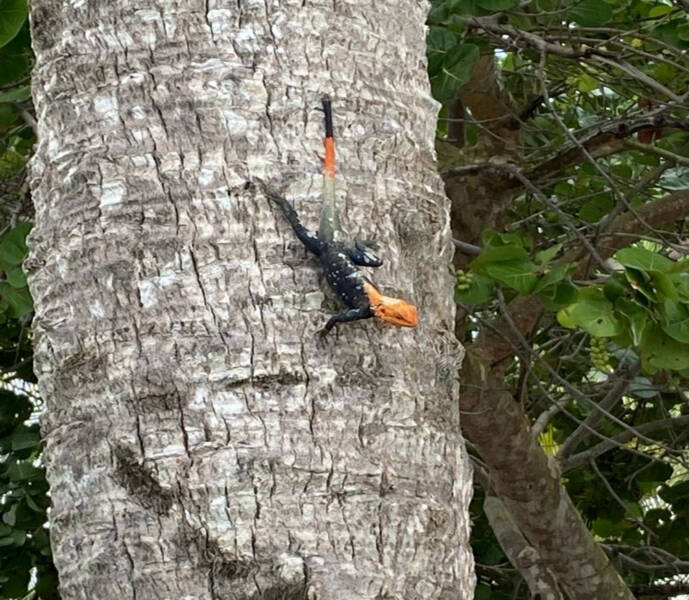 Avistan lagarto invasivo en la isla: DRNA pide colaboración para ubicar a los especímenes