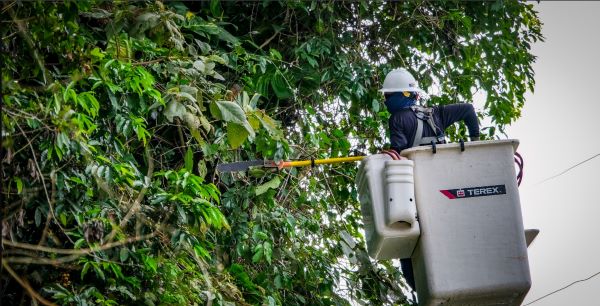 Senador cuestiona proyecto de tala y deforestación de Luma Energy