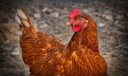 AGRICULTURA ACLARA QUE NO SE HA ACTIVADO PROTOCOLO DE GRIPE AVIAR EN LA ISLA