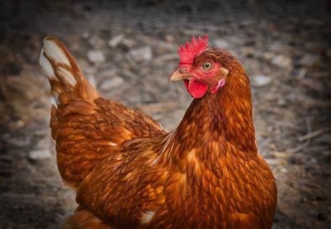 AGRICULTURA ACLARA QUE NO SE HA ACTIVADO PROTOCOLO DE GRIPE AVIAR EN LA ISLA