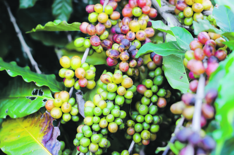 Huracanes se ensañan contra industria cafetalera