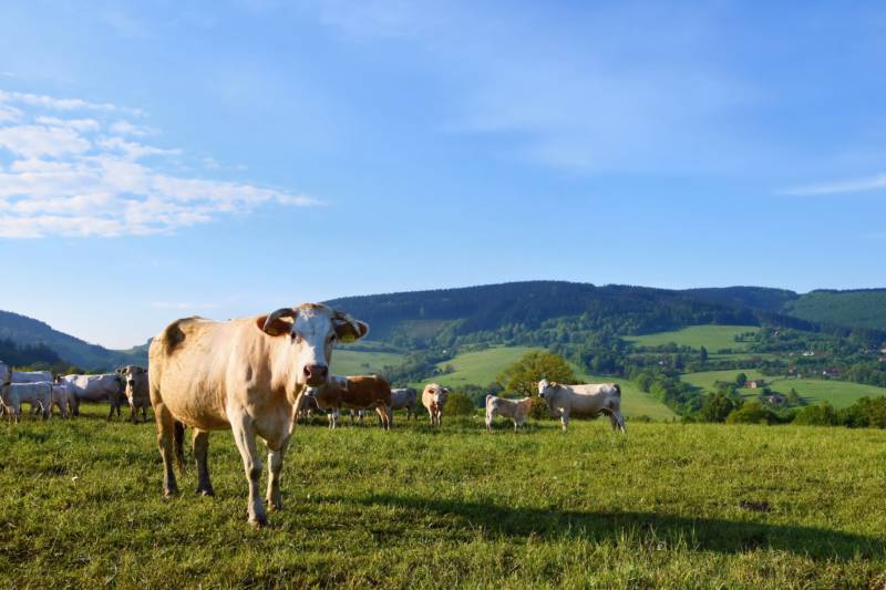 Sector de Leche respalda orden de la ORIL para remover alegada ‘‘leche evaporada” importada de Perú