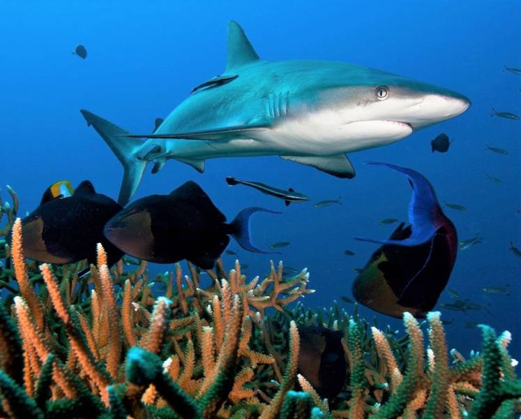 Una de las especies que se debe evitar es el tiburón de arrecife.