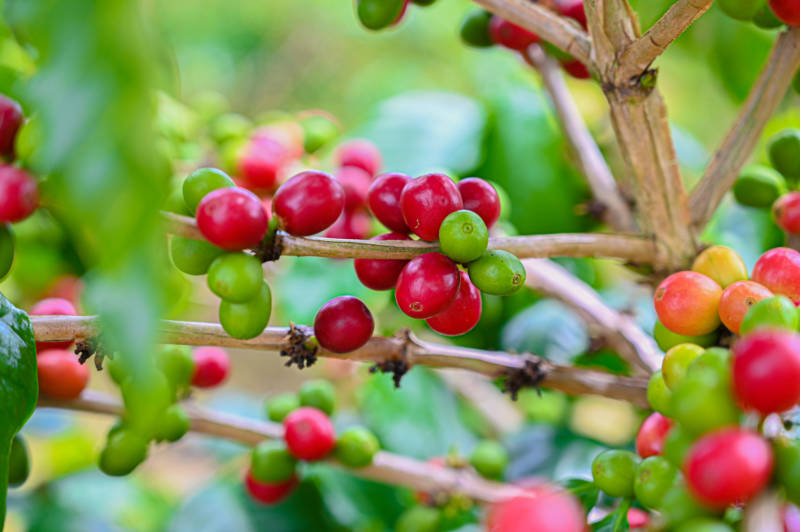 Agricultura otorga incentivos para fortalecer la industria del café en la isla  