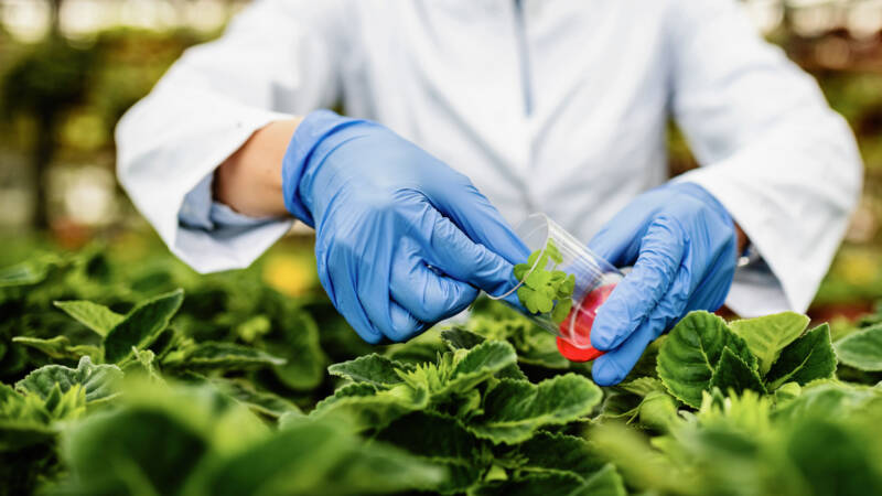 biotecnología en la agricultura