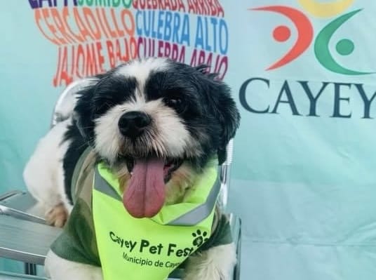 Cayey Pets Fest