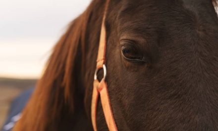 Proponen colocar ‘microchips’ en caballos para identificar sus dueños