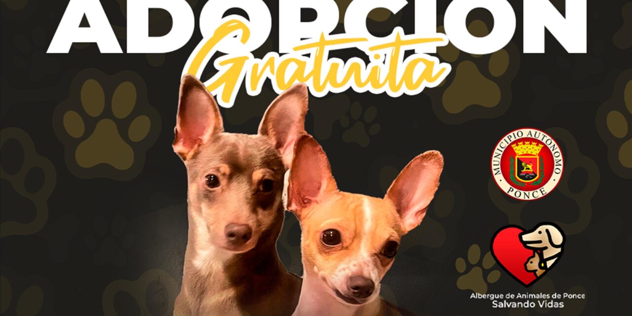 Alcaldesa de Ponce anuncia segunda feria gratuita de adopción de animales