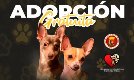 Alcaldesa de Ponce anuncia segunda feria gratuita de adopción de animales