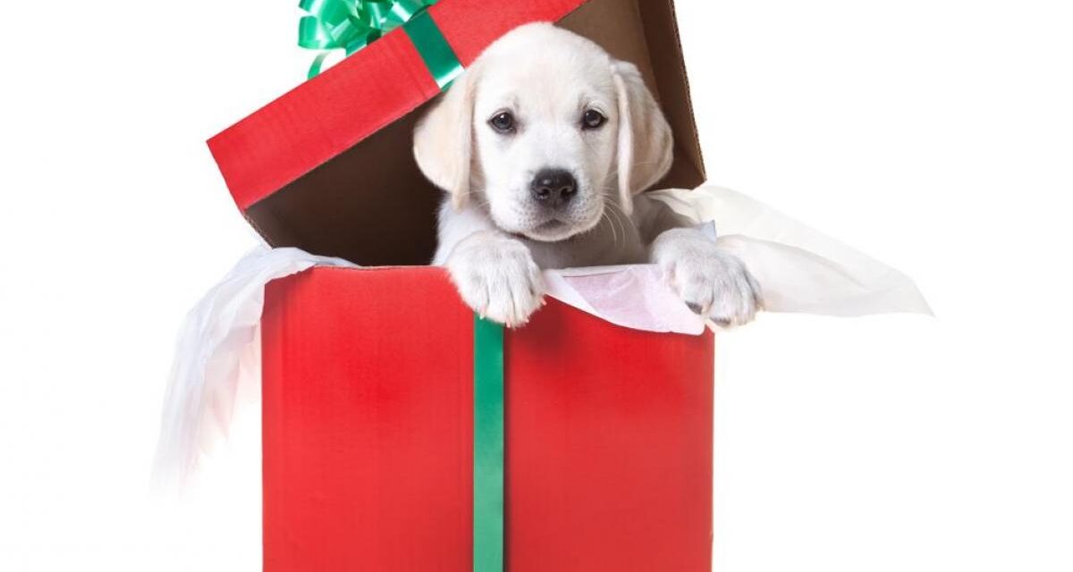 Lo que debe saber antes de regalar una mascota