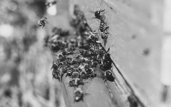Mujer pierde la vida tras ser atacada por abejas