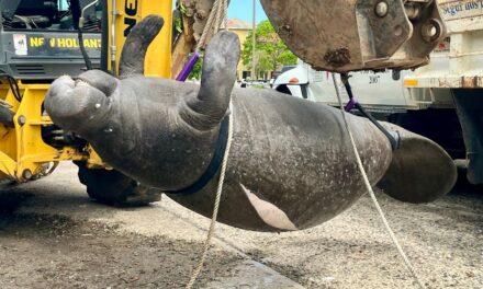 Vida Marina paga las consecuencias de la recreación sin control