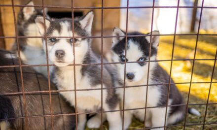 Senado aprueba medida para prohibir rifas y venta ilegal de animales en plataformas digitales