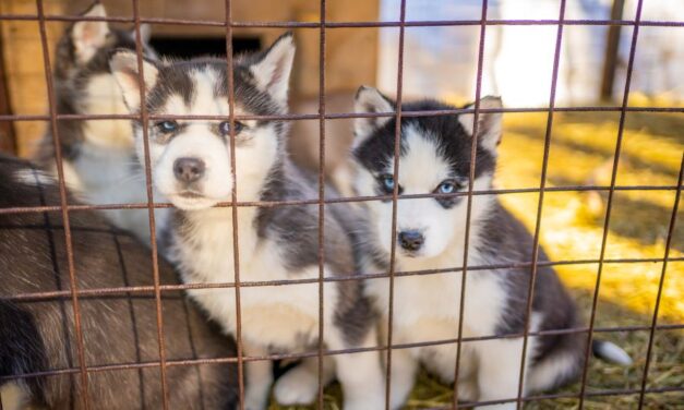Senado aprueba medida para prohibir rifas y venta ilegal de animales en plataformas digitales