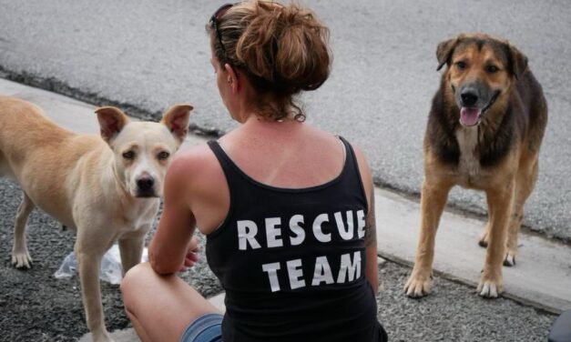Organización Save a sato intensifica esfuerzos de rescate y esterilización en el sur de Puerto Rico