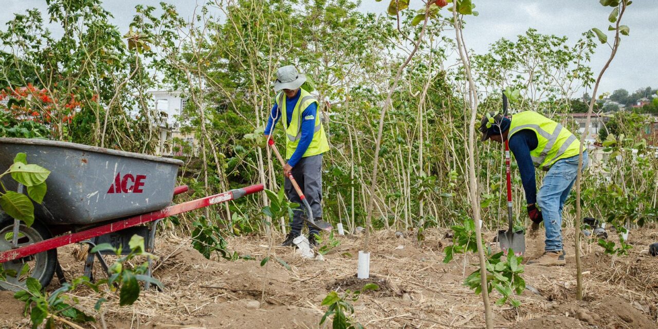 Alcalde de Yauco anuncia siembra de 10,000 árboles como parte del proyecto de restauración del Parque Ovidio Millino