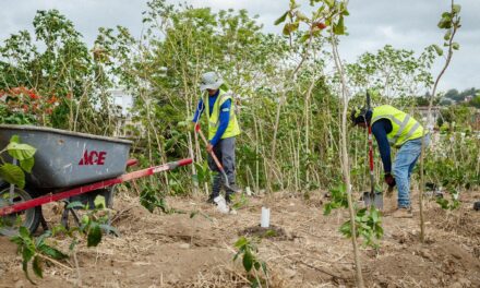 Alcalde de Yauco anuncia siembra de 10,000 árboles como parte del proyecto de restauración del Parque Ovidio Millino