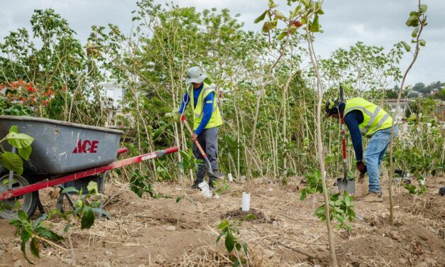 Alcalde de Yauco anuncia siembra de 10,000 árboles como parte del proyecto de restauración del Parque Ovidio Millino