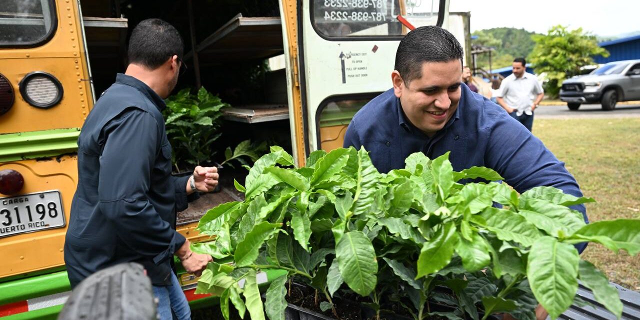 Sembrando Futuro: Agricultura y PR Coffee Roasters Inician Entrega de 150,000 Árboles de Café en Puerto Rico