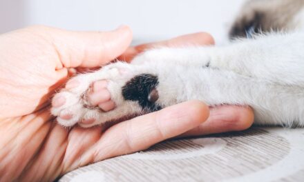 Senado aprueba proyecto para fortalecer protección animal en Puerto Rico