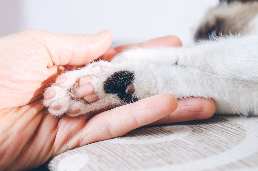 Senado aprueba proyecto para fortalecer protección animal en Puerto Rico