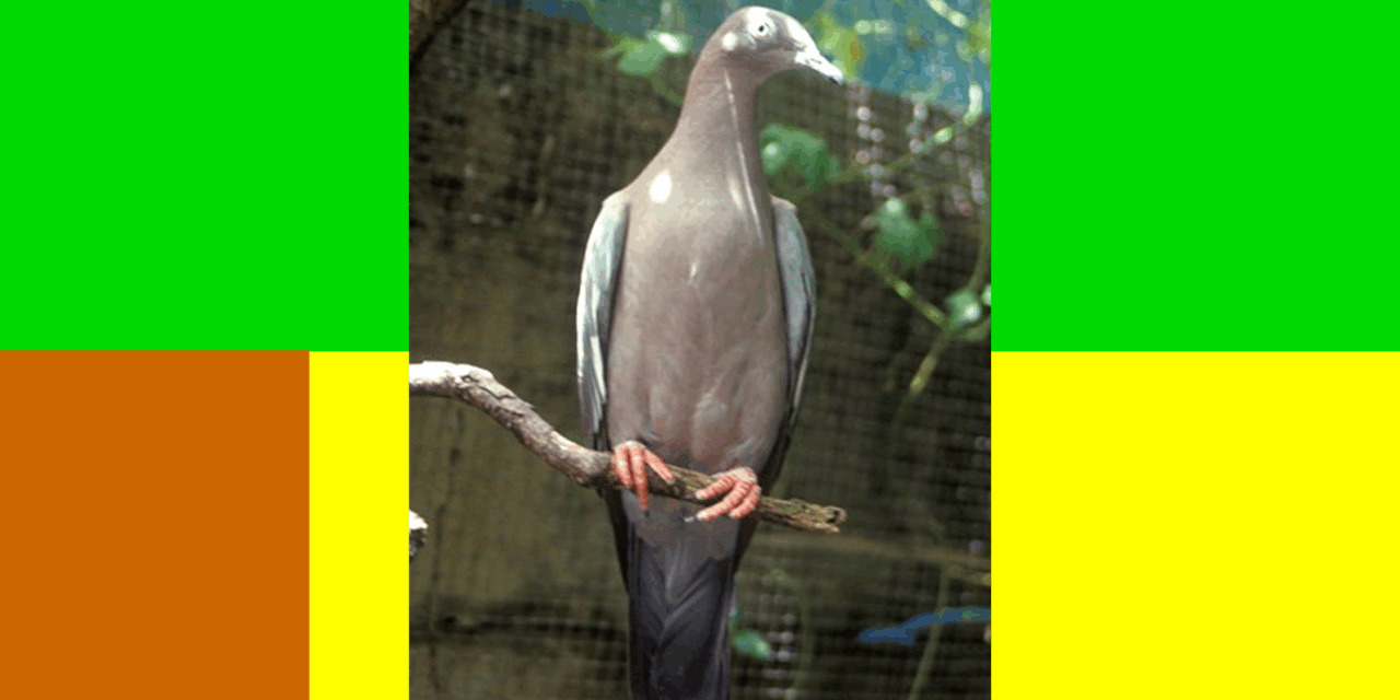 Taller de Identificación de la Paloma Sabanera: Acción Urgente por la Conservación