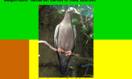 Taller de Identificación de la Paloma Sabanera: Acción Urgente por la Conservación