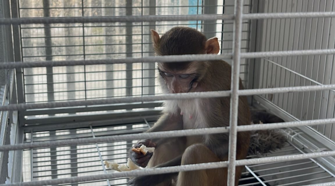 DRNA ponen fin a cautiverio ilegal de mono rhesus en Canóvanas