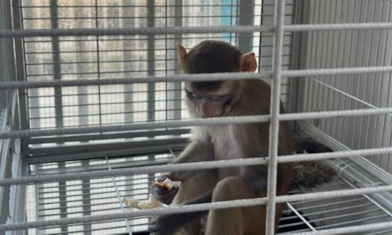 DRNA ponen fin a cautiverio ilegal de mono rhesus en Canóvanas