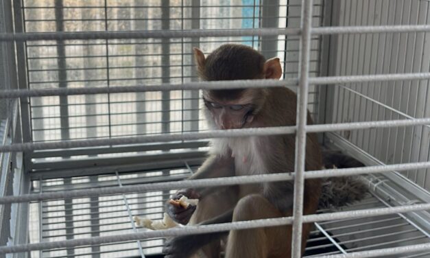 DRNA ponen fin a cautiverio ilegal de mono rhesus en Canóvanas