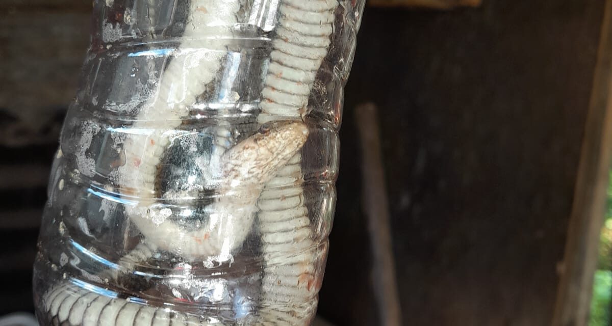 DRNA atiende incidente con culebra nativa que mordió a menor en San Lorenzo