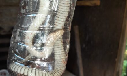 DRNA atiende incidente con culebra nativa que mordió a menor en San Lorenzo