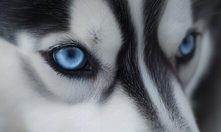 Niña de dos años resulta herida tras ser atacada por perro en Yauco