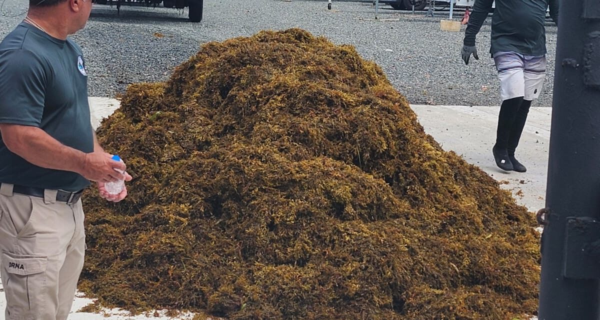DRNA empieza a remover sargazo de la Playa de Salinas