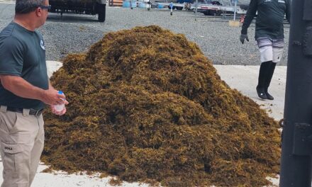 DRNA empieza a remover sargazo de la Playa de Salinas
