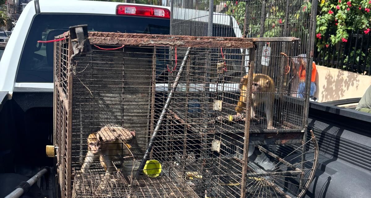 DRNA incauta dos monos resus durante operativo en San Juan