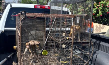 DRNA incauta dos monos resus durante operativo en San Juan