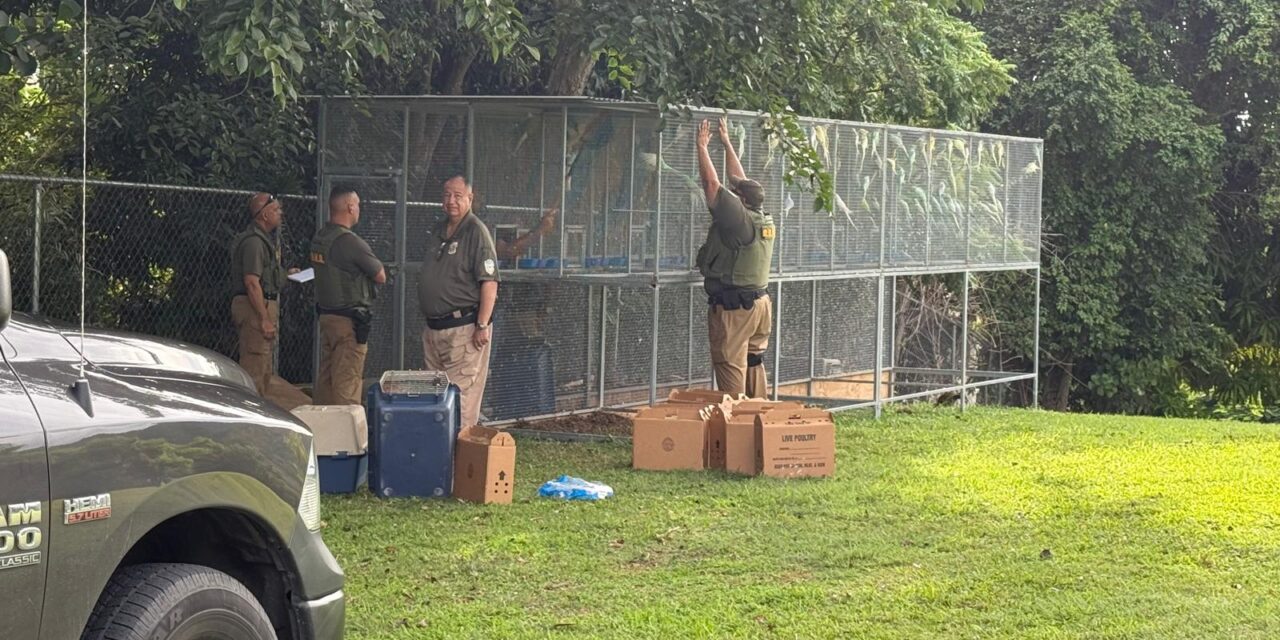 DRNA incauta 100 cotorras durante operativo en municipio de Sabana Grande