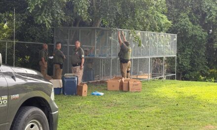 DRNA incauta 100 cotorras durante operativo en municipio de Sabana Grande