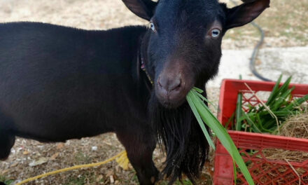 Cataño se prepara para dos días de fiesta caprina