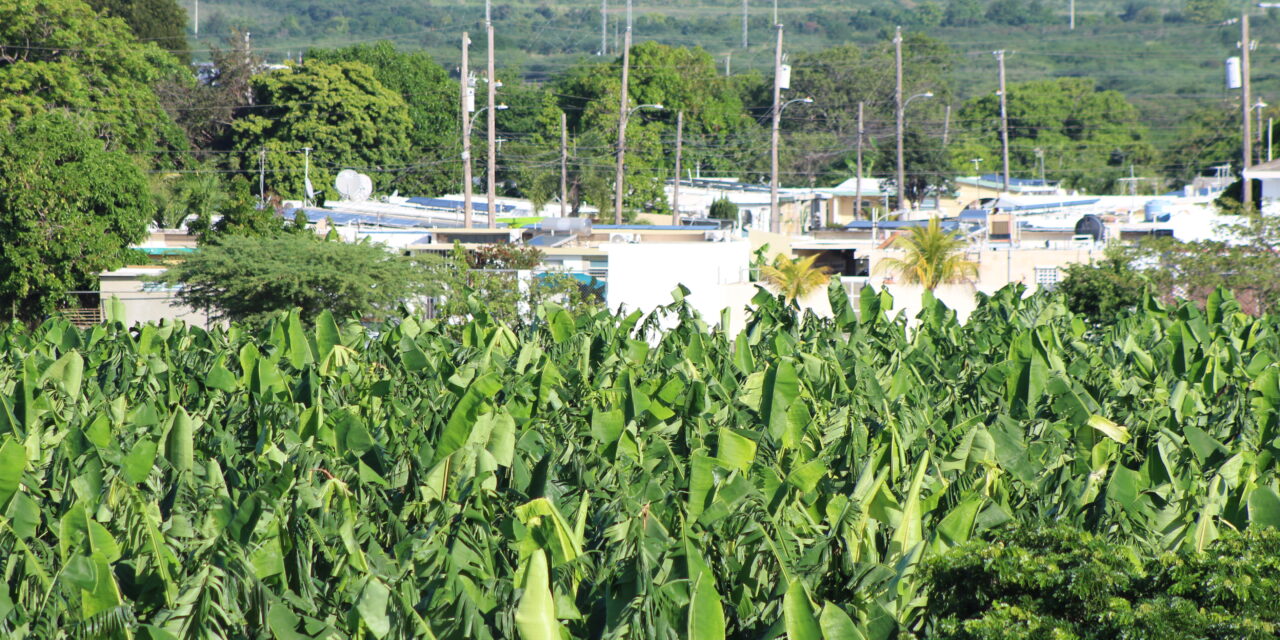 PIP exige acción ante denuncias ambientales y de salud en comunidad de Salinas