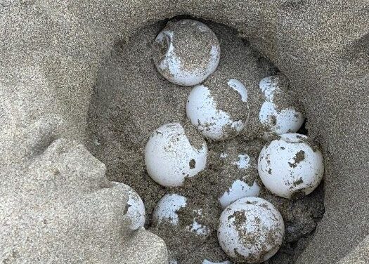 DRNA anuncia existencia de 957 nidos de tortugas carey en la Isla de Mona 
