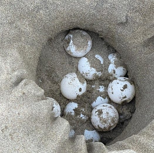 DRNA anuncia existencia de 957 nidos de tortugas carey en la Isla de Mona 