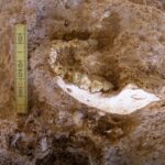 Hallazgo en Marruecos refuerza hipótesis africana del origen humano