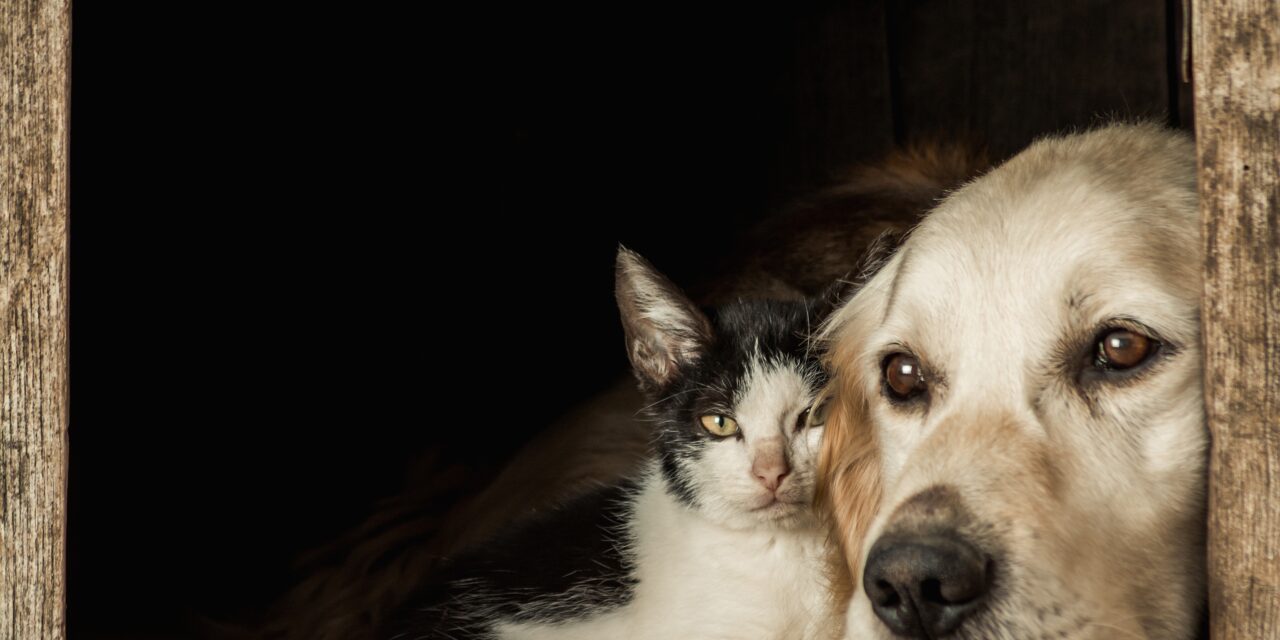 Cámara da un paso hacia una nueva Ley de Bienestar Animal tras aumento en casos de maltrato