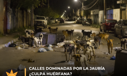 Calles dominadas por la jauría ¿culpa huérfana?