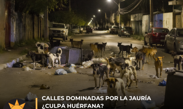 Calles dominadas por la jauría ¿culpa huérfana?