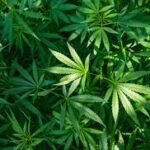 EE.UU. reduce la clasificación de la marihuana y abre paso a mayor investigación médica
