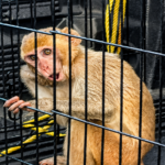 Hombre recibe “No Causa” por violencia doméstica pero termina acusado por posesión de un mono Rhesus